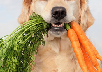 Optimal Pet Life Through Holistic Practices