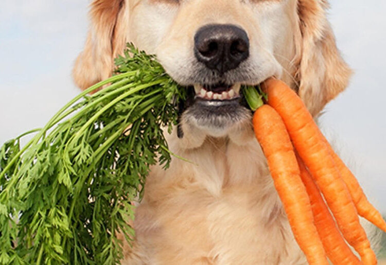 Optimal Pet Life Through Holistic Practices