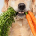 Optimal Pet Life Through Holistic Practices