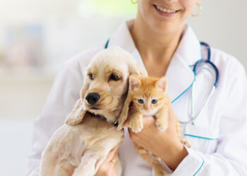 Pet Mental Health: Understanding Our Companions’ Minds