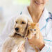 Pet Mental Health: Understanding Our Companions’ Minds