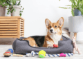Eco-Friendly Pet Products: A Greener Paw Print