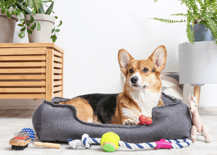 Eco-Friendly Pet Products: A Greener Paw Print