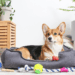 Eco-Friendly Pet Products: A Greener Paw Print