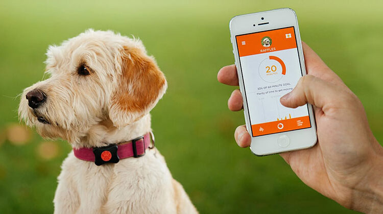 Smart Pet Tech: Revolutionizing Animal Companionship