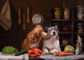 Sustainable Pet Food: A Greener Bowl for Paws