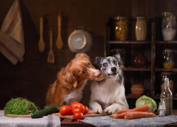 Sustainable Pet Food: A Greener Bowl for Paws
