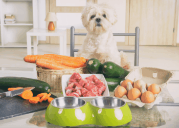Personalized Pet Diets: Tailored Nutrition for Paws