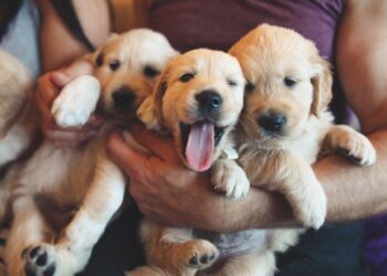 Urban Pet Living: Smart Solutions for City Paws
