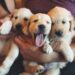 Urban Pet Living: Smart Solutions for City Paws