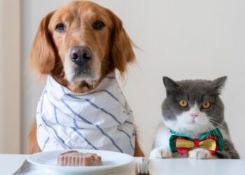 Future Pet Nutrition: Beyond Just Food Bowls