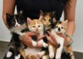 Pet Adoption: New Norms in Loving Homes