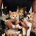 Pet Adoption: New Norms in Loving Homes
