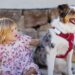 Pet Fitness Trackers: Monitoring Your Pet’s Health