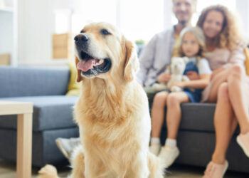 Home Pet Safety: Protecting Your Beloved Companions