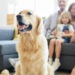 Home Pet Safety: Protecting Your Beloved Companions