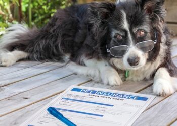 Pet Insurance: Is It Really Worth The Cost?
