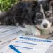 Pet Insurance: Is It Really Worth The Cost?