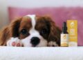 CBD for Pets: Is It Safe or Risky?