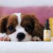 CBD for Pets: Is It Safe or Risky?