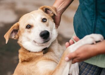Rescue Pet Success: Stories of Second Chances