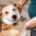 Rescue Pet Success: Stories of Second Chances