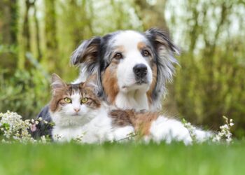 Senior Pet Care: Innovations for Golden Years