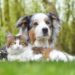 Senior Pet Care: Innovations for Golden Years