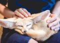 Exotic Pets: A Growing Trend, Unique Needs