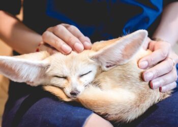 Exotic Pets: A Growing Trend, Unique Needs