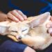 Exotic Pets: A Growing Trend, Unique Needs