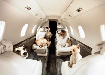 Luxury Pet Travel: Pampering Paws on the Go