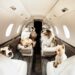 Luxury Pet Travel: Pampering Paws on the Go