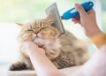 DIY Pet Grooming: Smart Hacks for Home Care