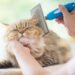 DIY Pet Grooming: Smart Hacks for Home Care