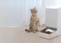 The Ultimate Smart Pet Feeder Guide