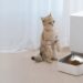 The Ultimate Smart Pet Feeder Guide