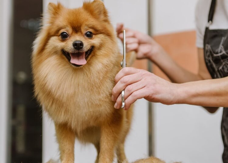 Stylish Haircuts for 2025 Transform Pet’s Appearances