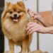 Stylish Haircuts for 2025 Transform Pet’s Appearances