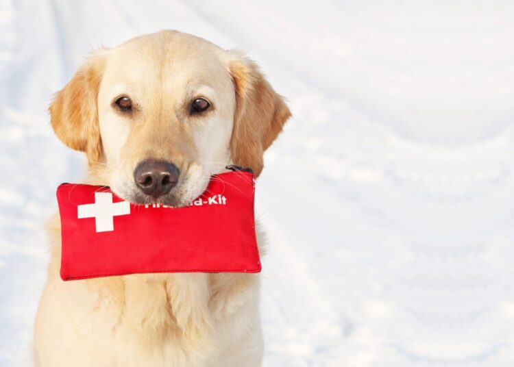 Pet First Aid Essentials Provide Life-Saving Actions