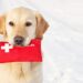 Pet First Aid Essentials Provide Life-Saving Actions