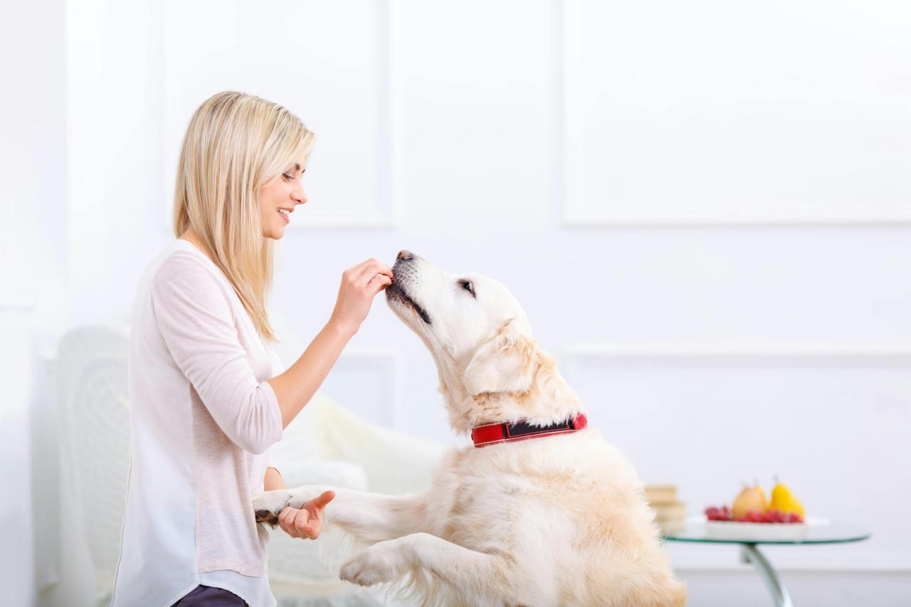 Exploring the growing role of probiotics in pet wellness | PetfoodIndustry